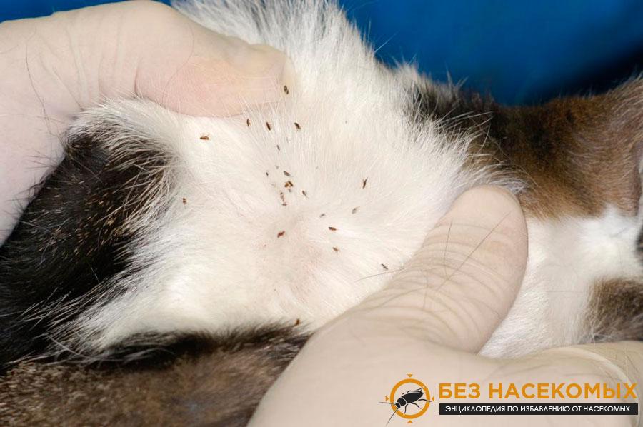 Средства от блох для кошек