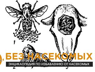 Носоглоточный овод