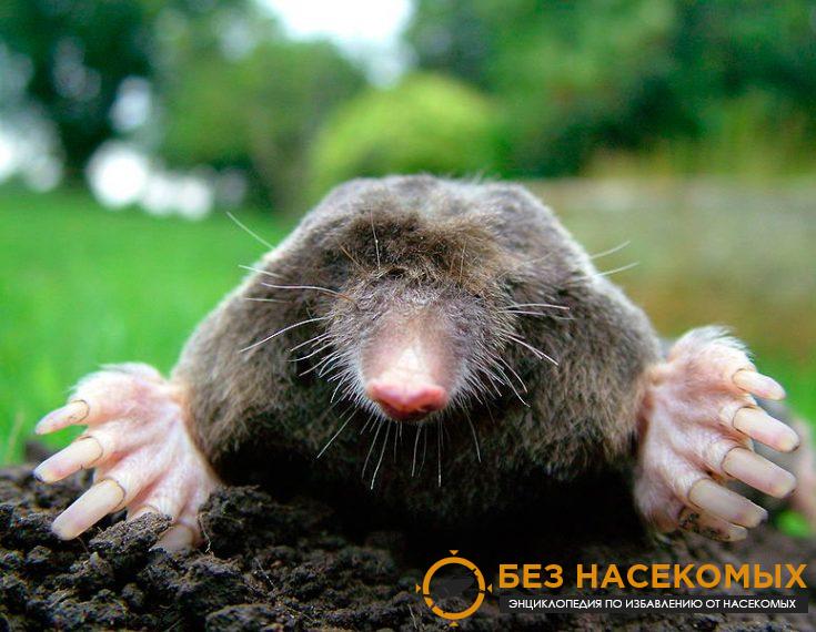 1-3-735×570-1 Всё о кротах