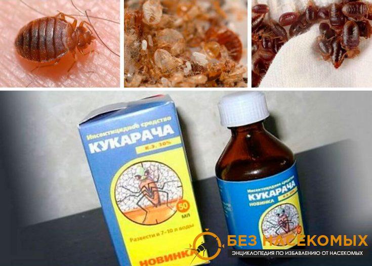 1-8-735×526-1 Кукарача от клопов