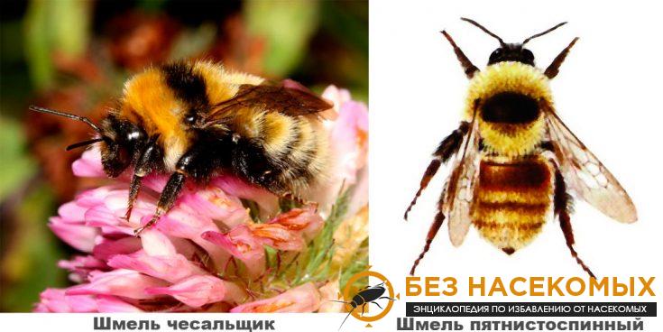 10-2-735x368-1 Охристо-желтые и их разновидности