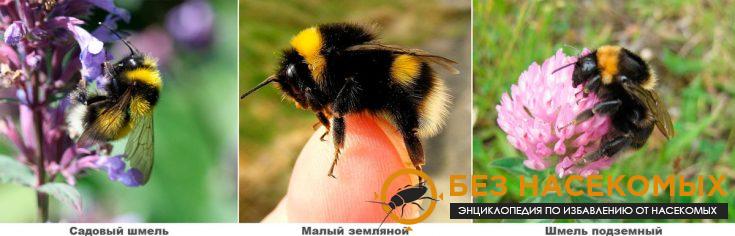 11-1-735x236-1 Шмели пестрые и их разновидности