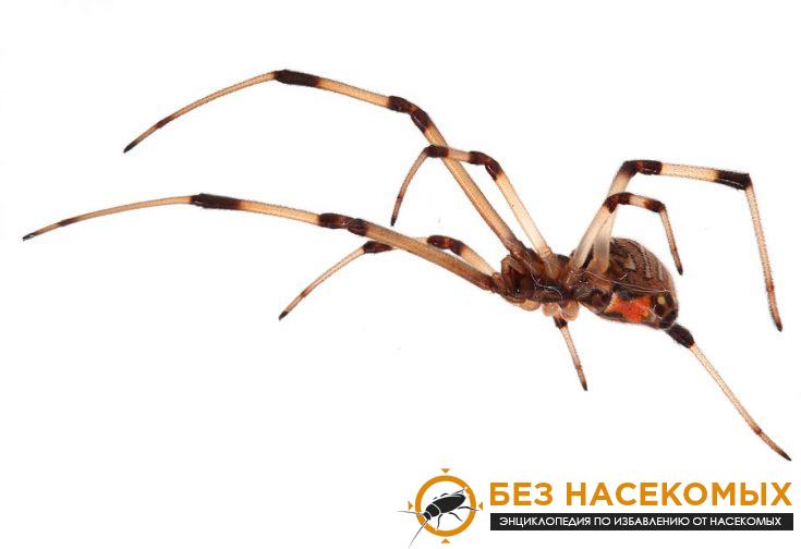 Latrodectus geometricus