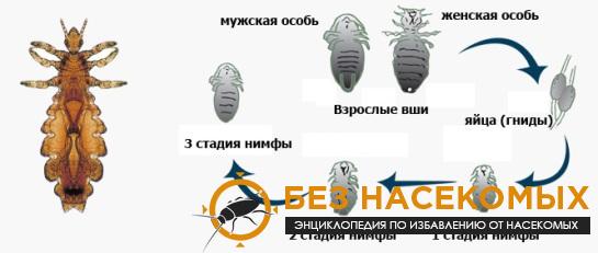 Народные средства от вшей и гнид