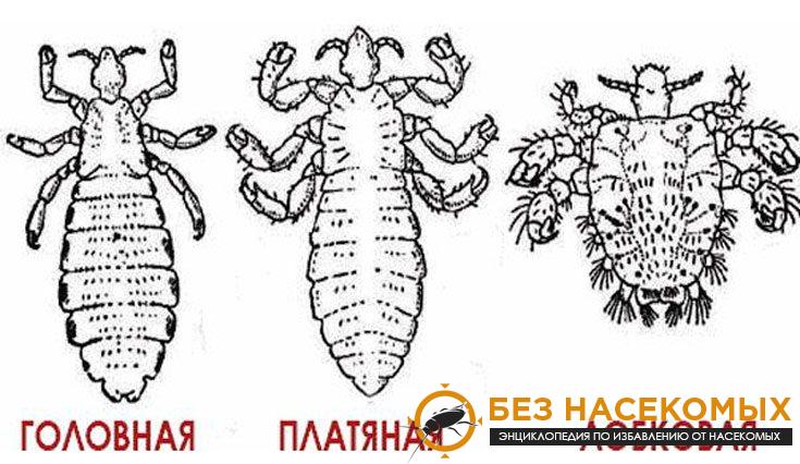 виды вшей