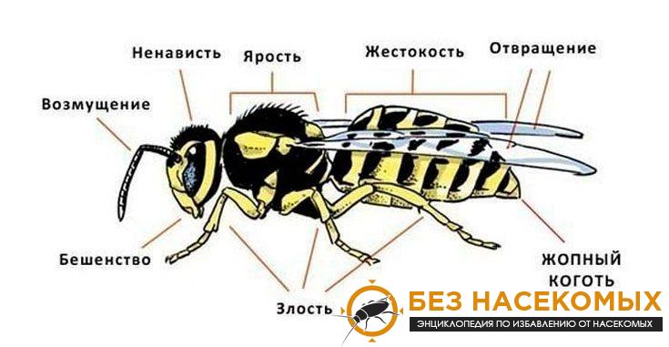 2-735x381-1 Анатомия осы