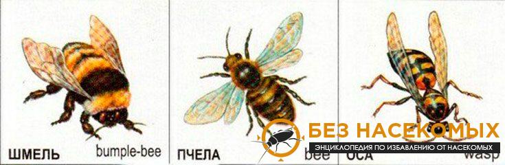 Отличия шмеля от пчелы и осы