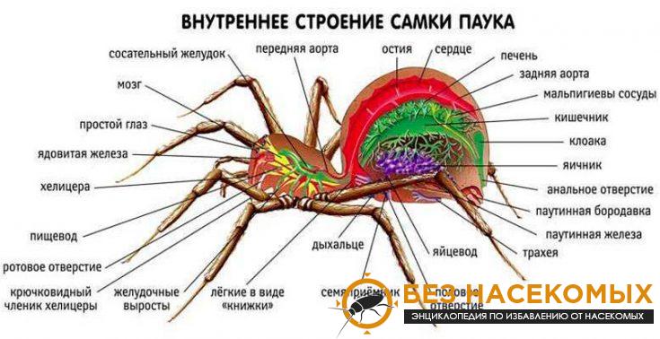 Внутреннее строение организма пауков