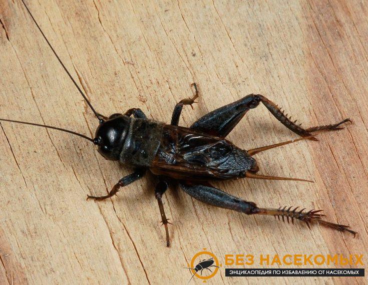3-735x571-1 Откуда берется звук