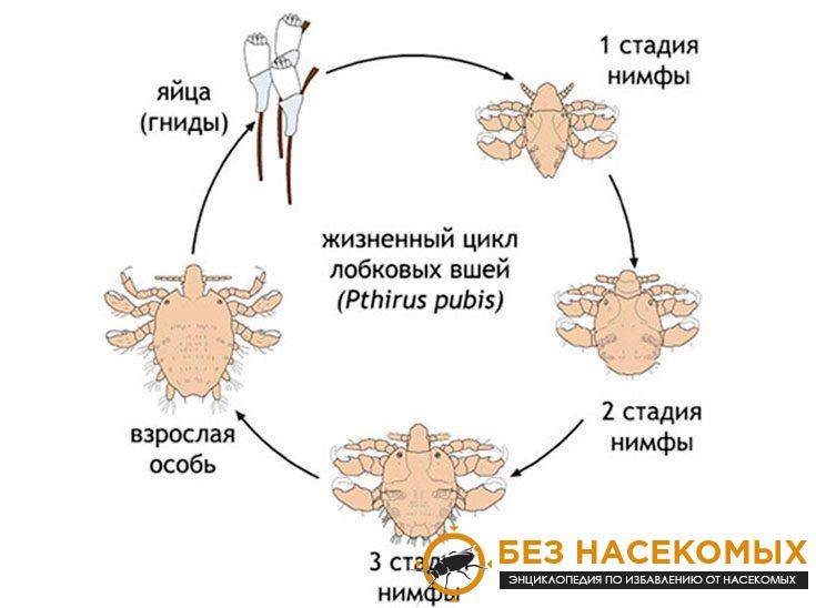 3-8-735x548-1 Процесс размножения