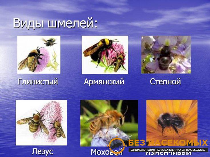 5-5-735x551-1 Виды шмелей с фото и названиями