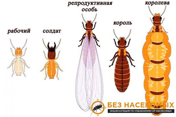 Термиты
