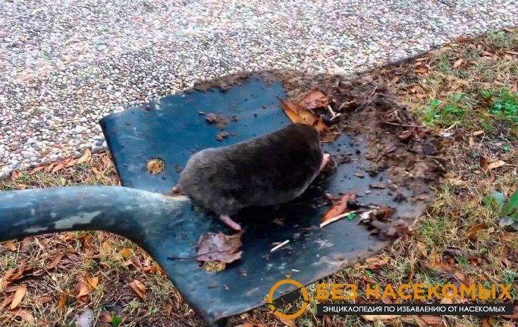 Как поймать крота с помощью лопаты