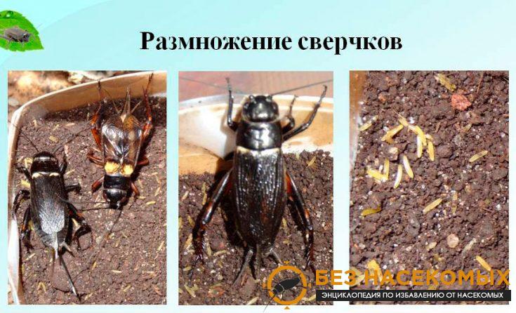 8-4-735x446-1 Размножение сверчков