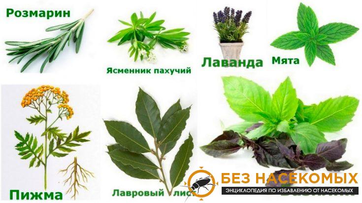 Растения от мух в доме