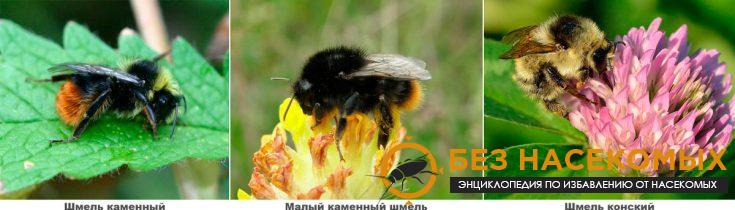 9-2-735x210-1 Черные и их разновидности