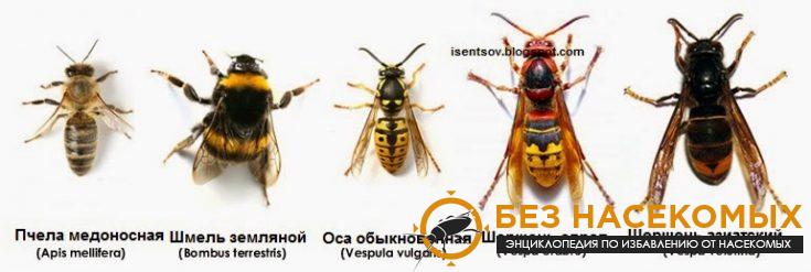 9-6-735x247-1 Чем отличается пчела от осы